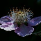 Blüte einer Wildbrombeere im Halbschatten