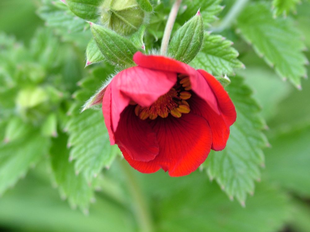 Blüte einer wilden Erdbeere