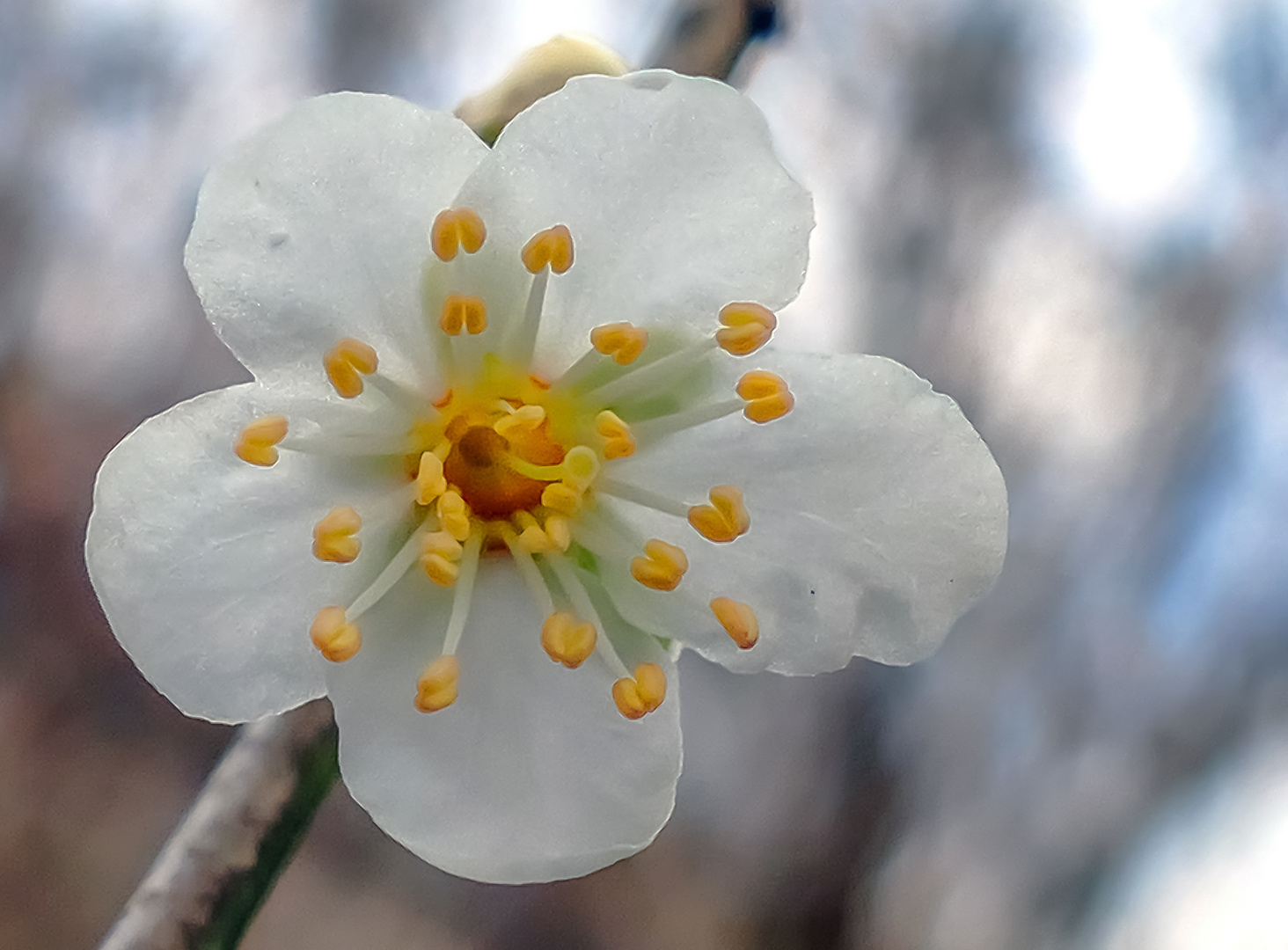 Blüte einer wilden Mirabelle