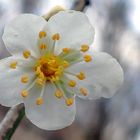 Blüte einer wilden Mirabelle