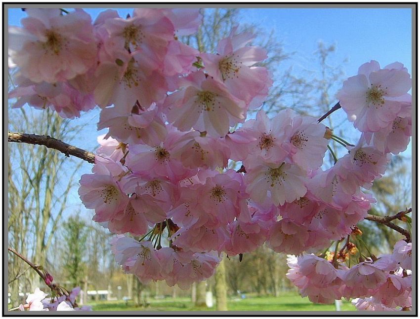 Blüte einer Wildkirschensorte