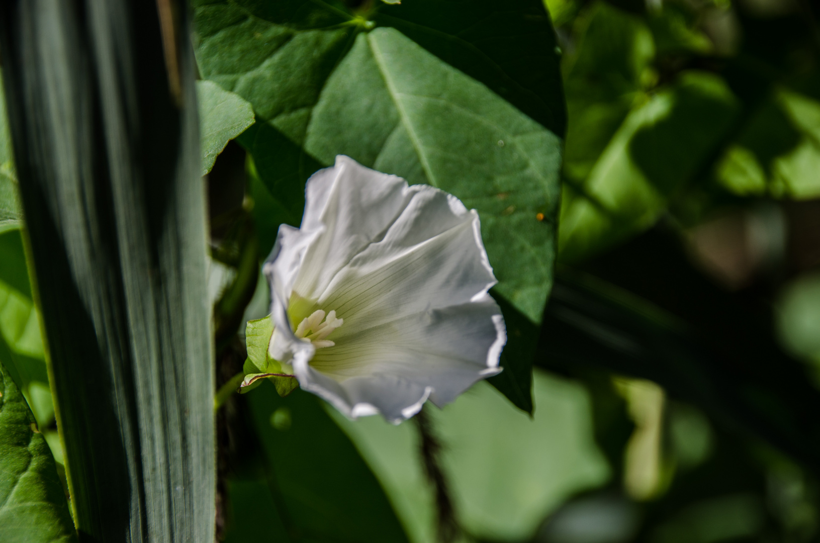 Blüte einer Winde Foto & Bild | natur, pflanzen, blüten Bilder auf ...