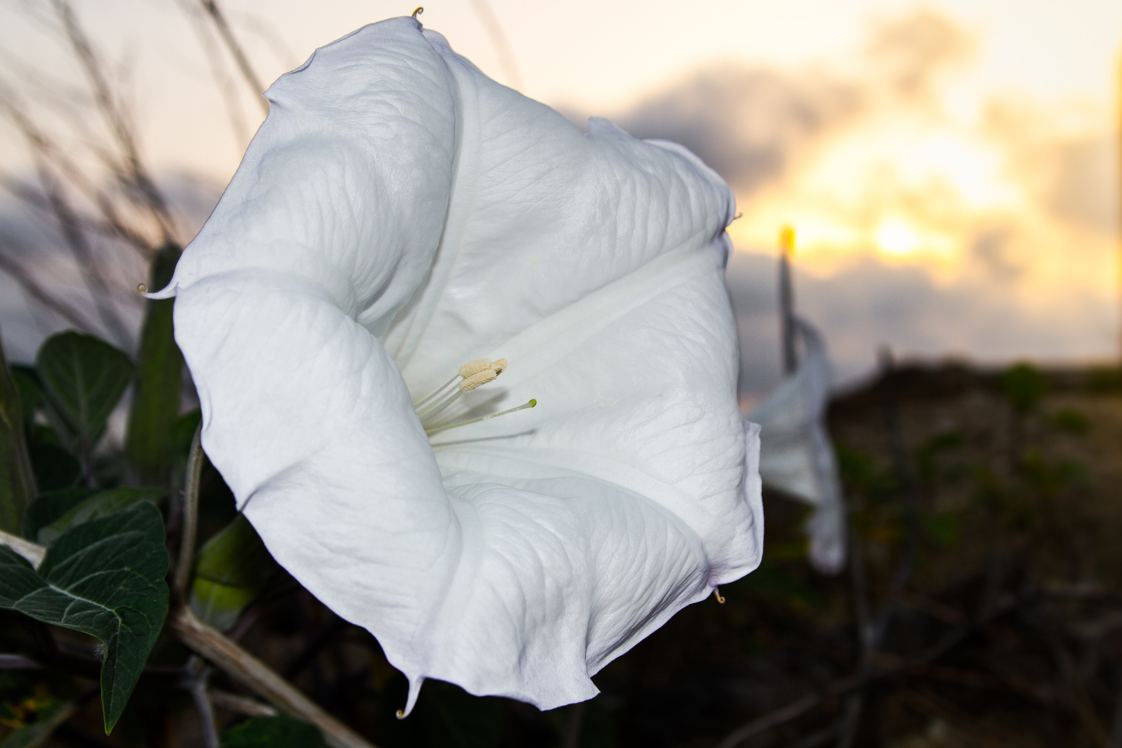 Blüte einer Winde im sanften Abendlicht