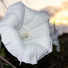 Blüte einer Winde im sanften Abendlicht