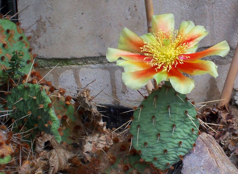 Blüte einer winterharten Art