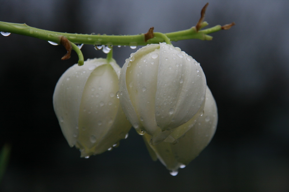 Blüte einer Yucca Palme