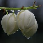 Blüte einer Yucca Palme