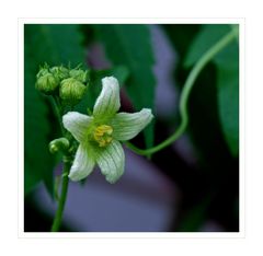 Blüte einer Zaunrübe