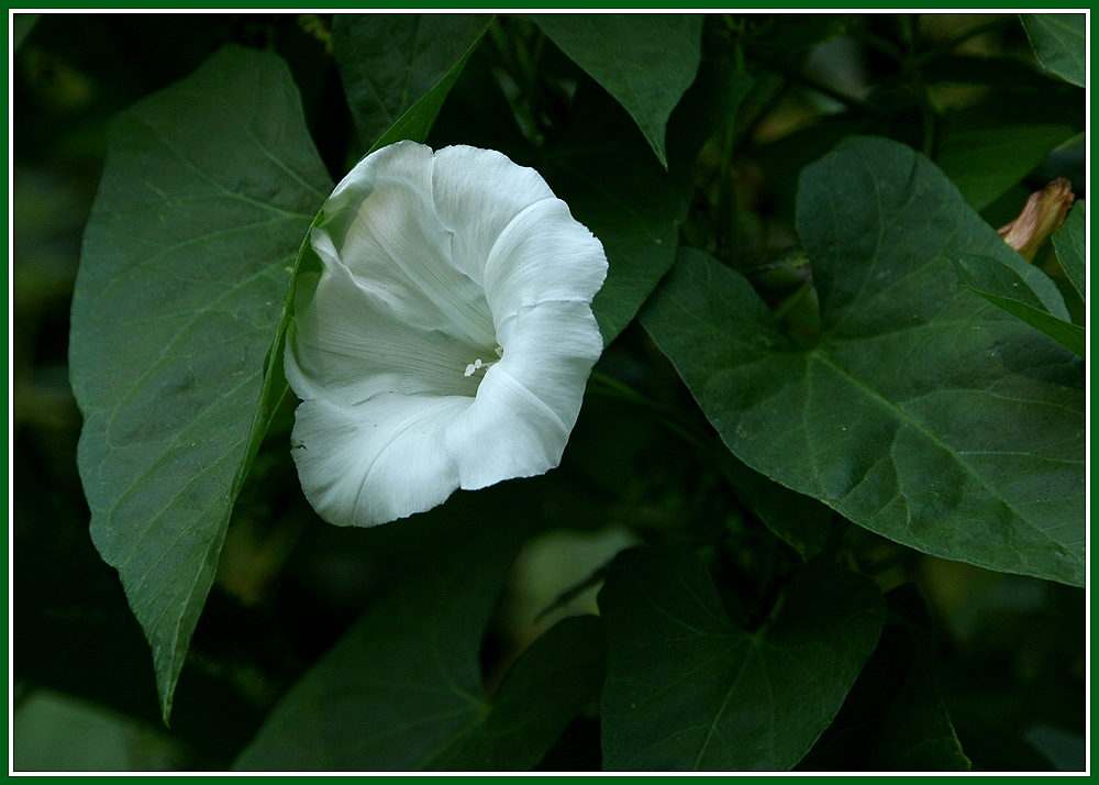 Blüte einer Zaunwinde