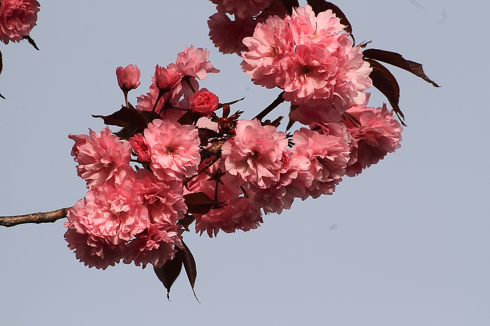 Blüte einer Zierkirsche