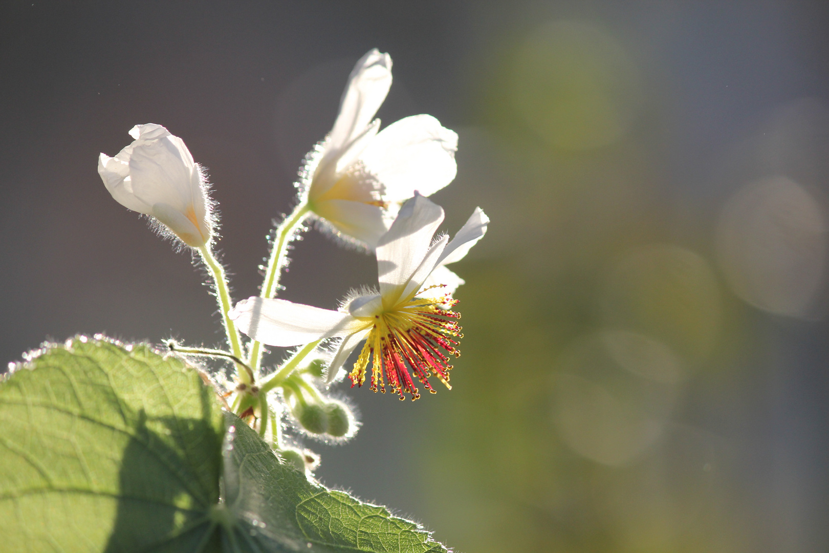 Blüte einer Zimmerlinde