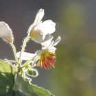 Blüte einer Zimmerlinde