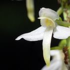 Blüte einer zweiblättrigen Waldhyazinthe (Platanthera bifolia)
