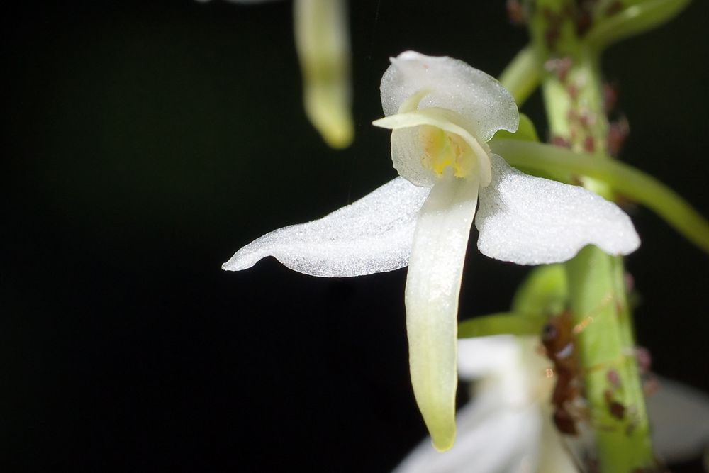 Blüte einer zweiblättrigen Waldhyazinthe (Platanthera bifolia)