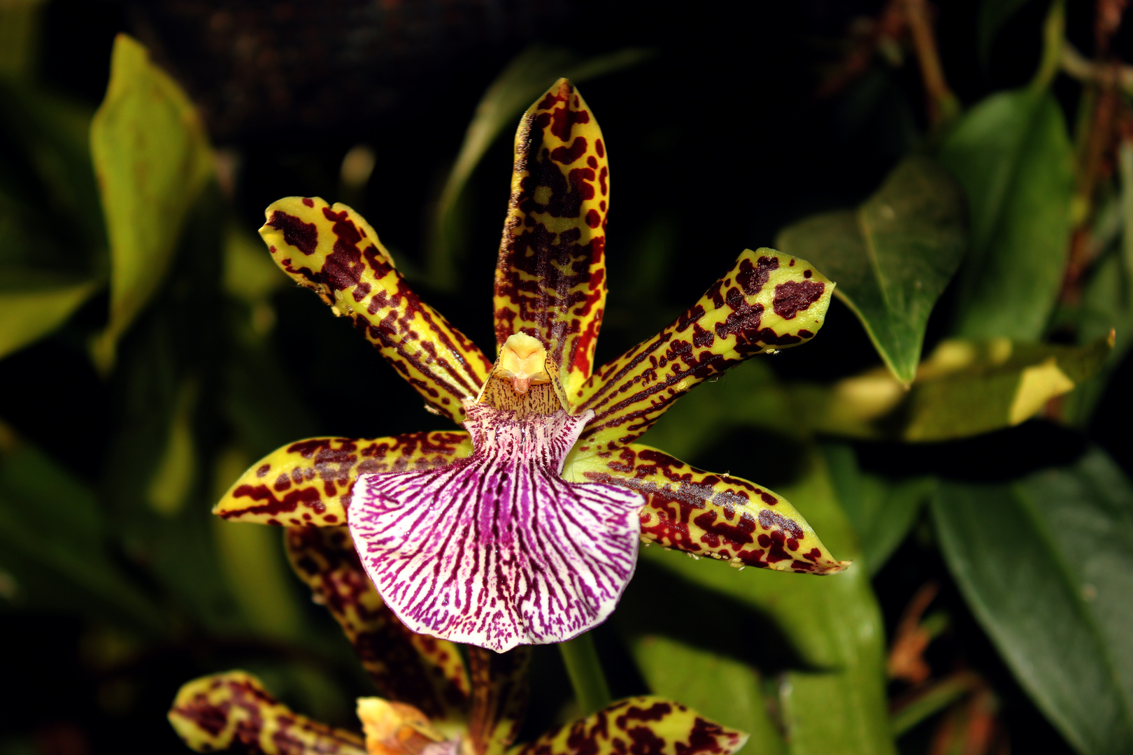 Blüte einer Zygopetalum intermedium