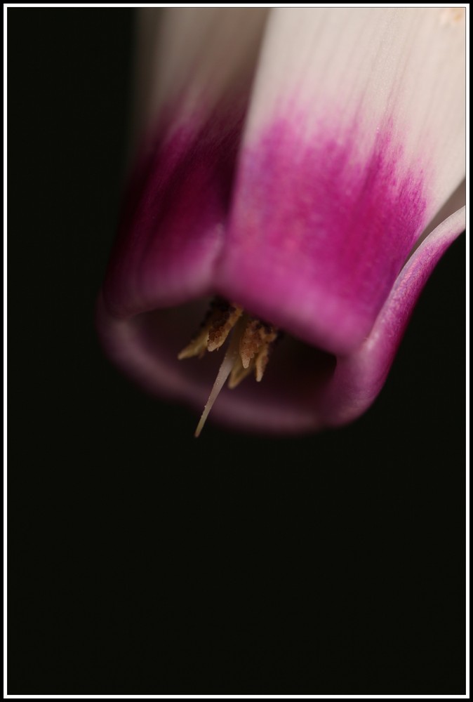 Blüte eines Alpenveilchens