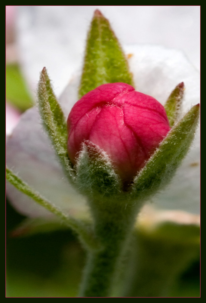 Blüte eines Apfelbaums.....