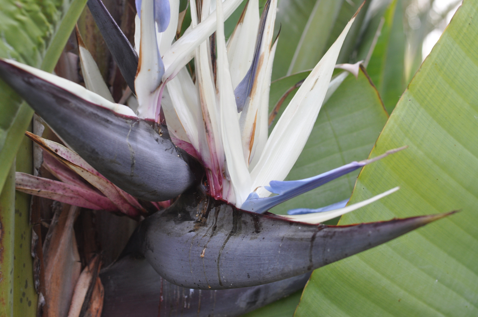 Blüte eines Bananenbaums Portugal