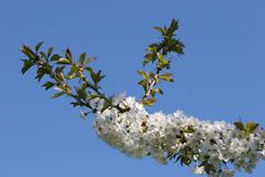 Blüte eines Birnbaumes