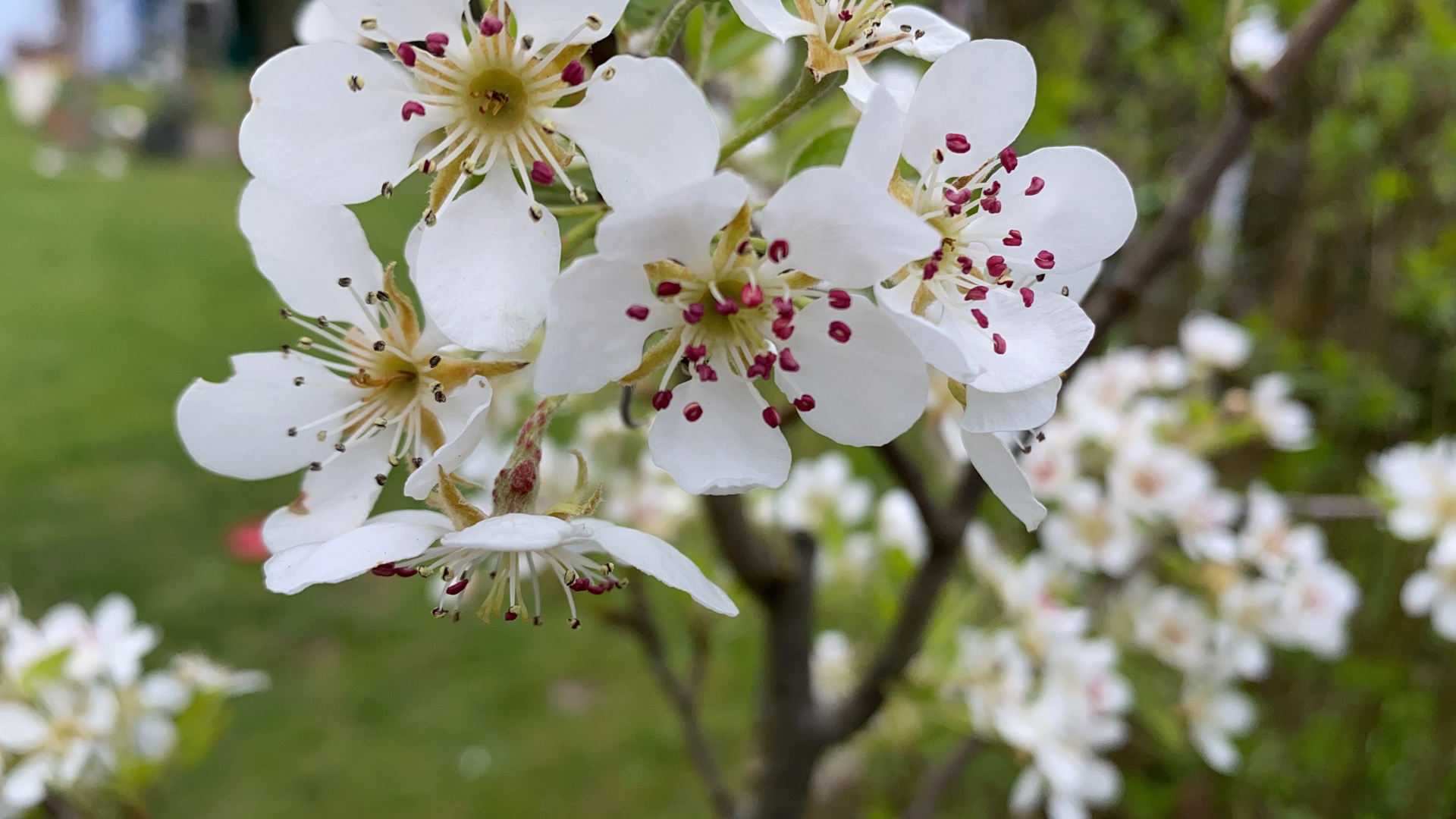 Blüte eines Birnbaums 