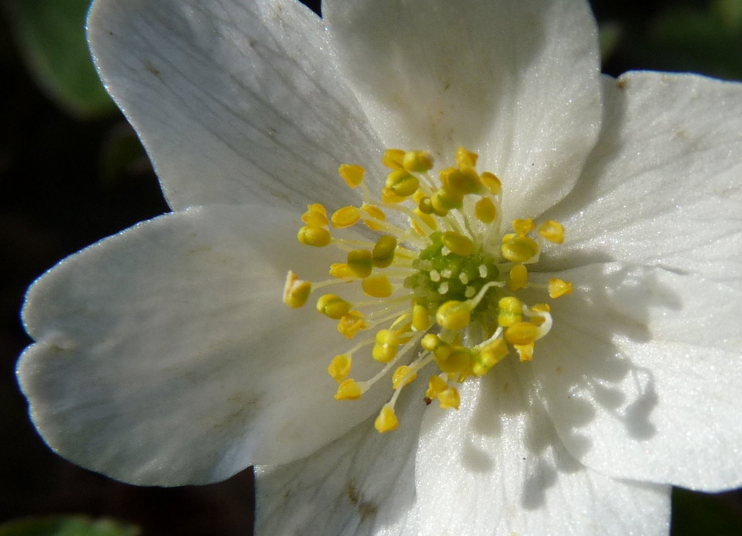 Blüte eines Buschwindröschens