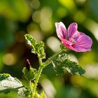 Blüte eines Eibischbäumchen