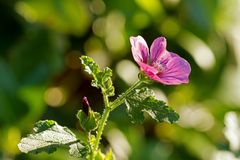 Blüte eines Eibischbäumchen