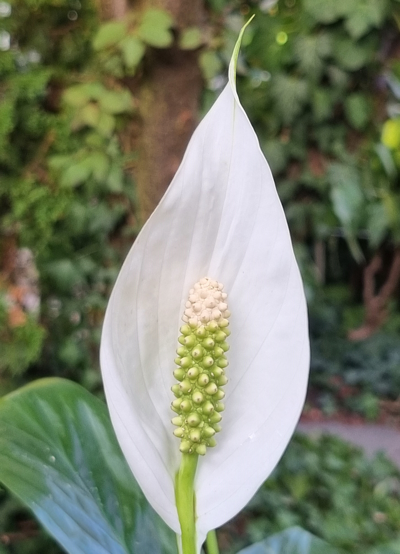 Blüte eines Einblattes oder auch Friedenslilie (Spathiphyllum)