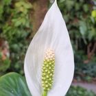 Blüte eines Einblattes oder auch Friedenslilie (Spathiphyllum)