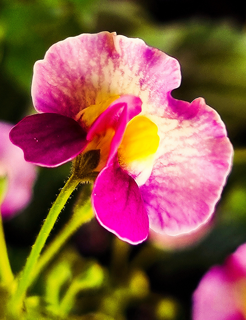 Blüte eines Elfenspiegels