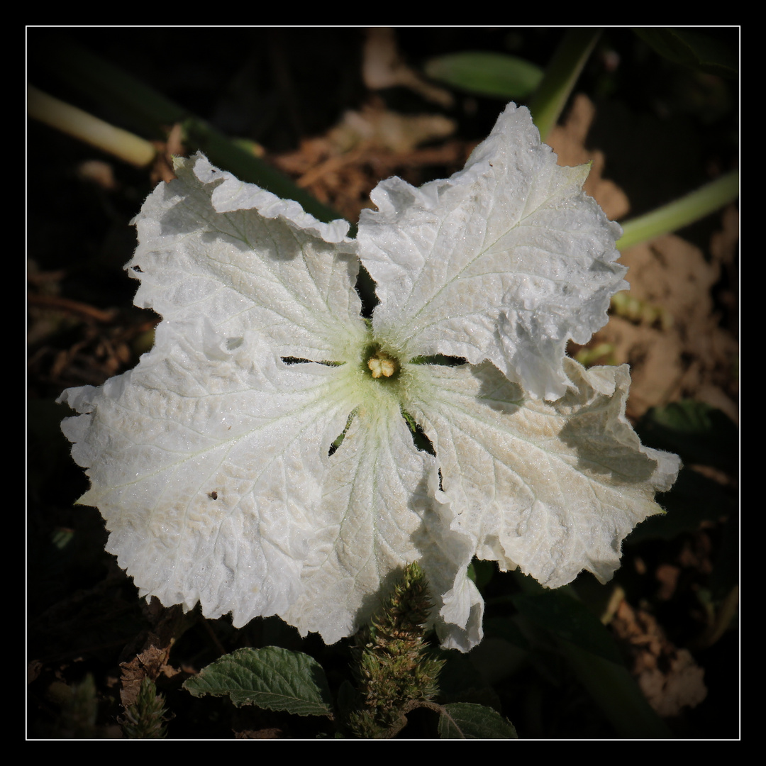 Blüte eines Flaschenkürbisses 