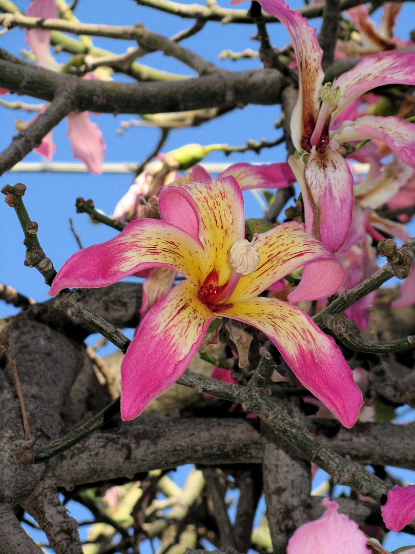Blüte eines Florettseidenbaumes.