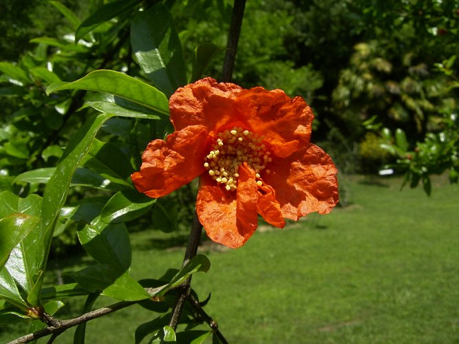 Blüte eines Granatapfels