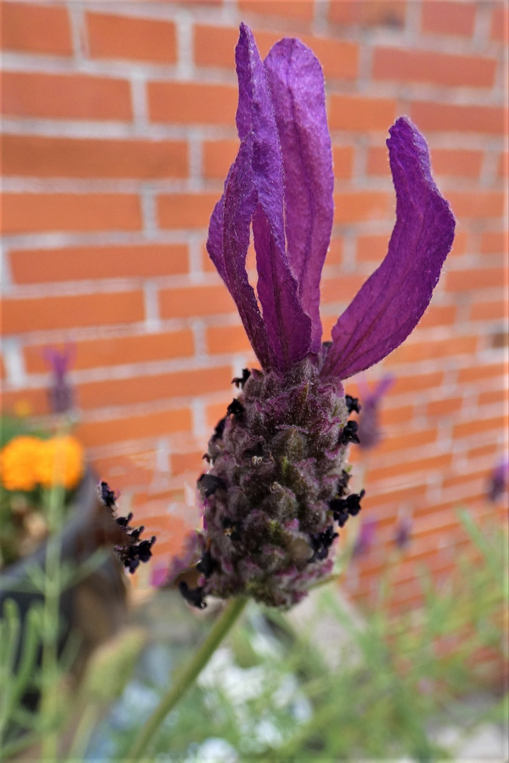  Blüte eines italienisches Lavendel, 16. July 2019