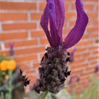  Blüte eines italienisches Lavendel, 16. July 2019