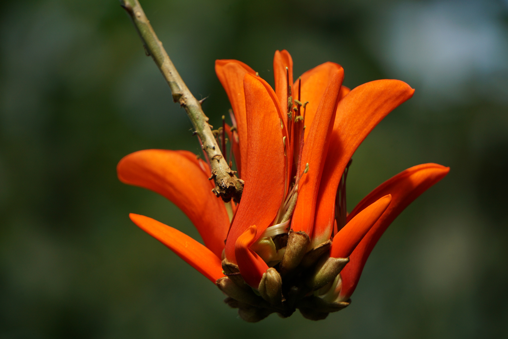 Blüte eines Kap - Korallenbaums