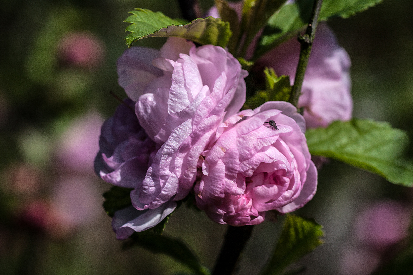 Blüte eines Mandelbäumchens