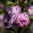 Blüte eines Mandelbäumchens