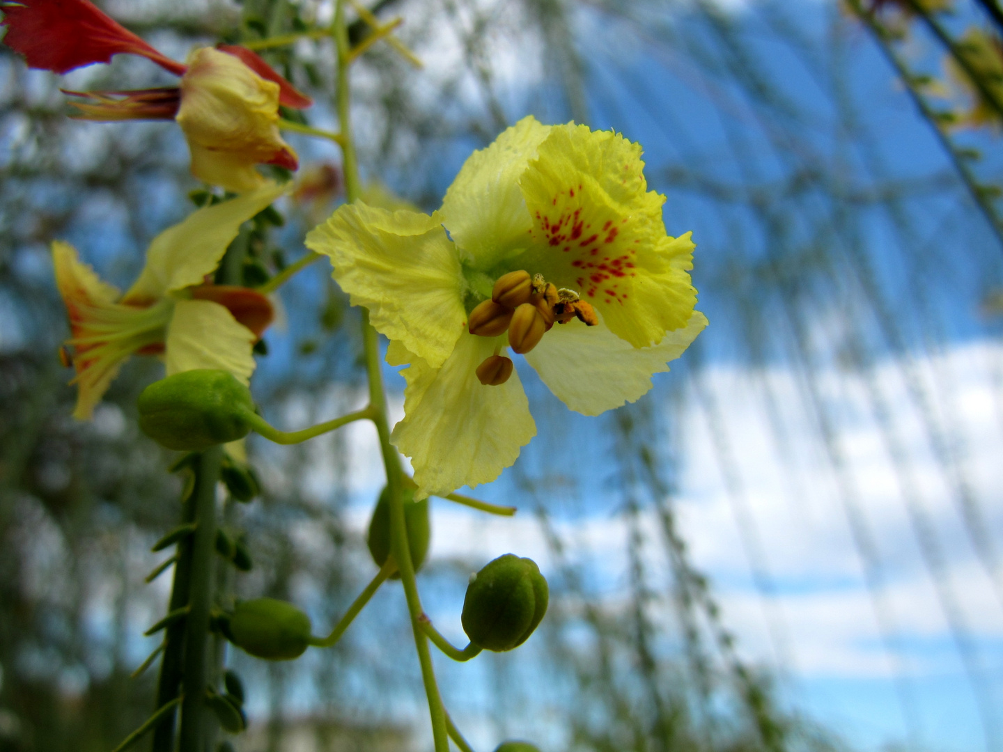 Blüte, eines mir unbekannten Baumes