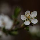 Blüte eines MIrabellenbaumes