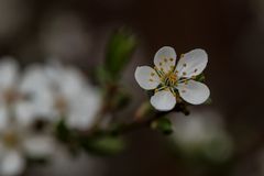 Blüte eines MIrabellenbaumes