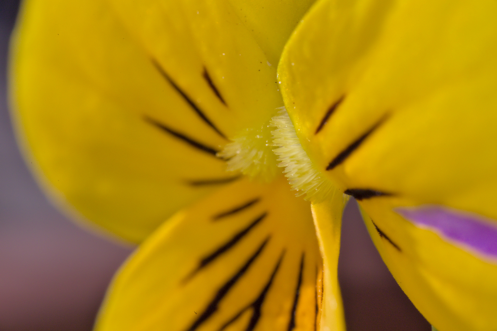 Blüte eines Nachtschatten