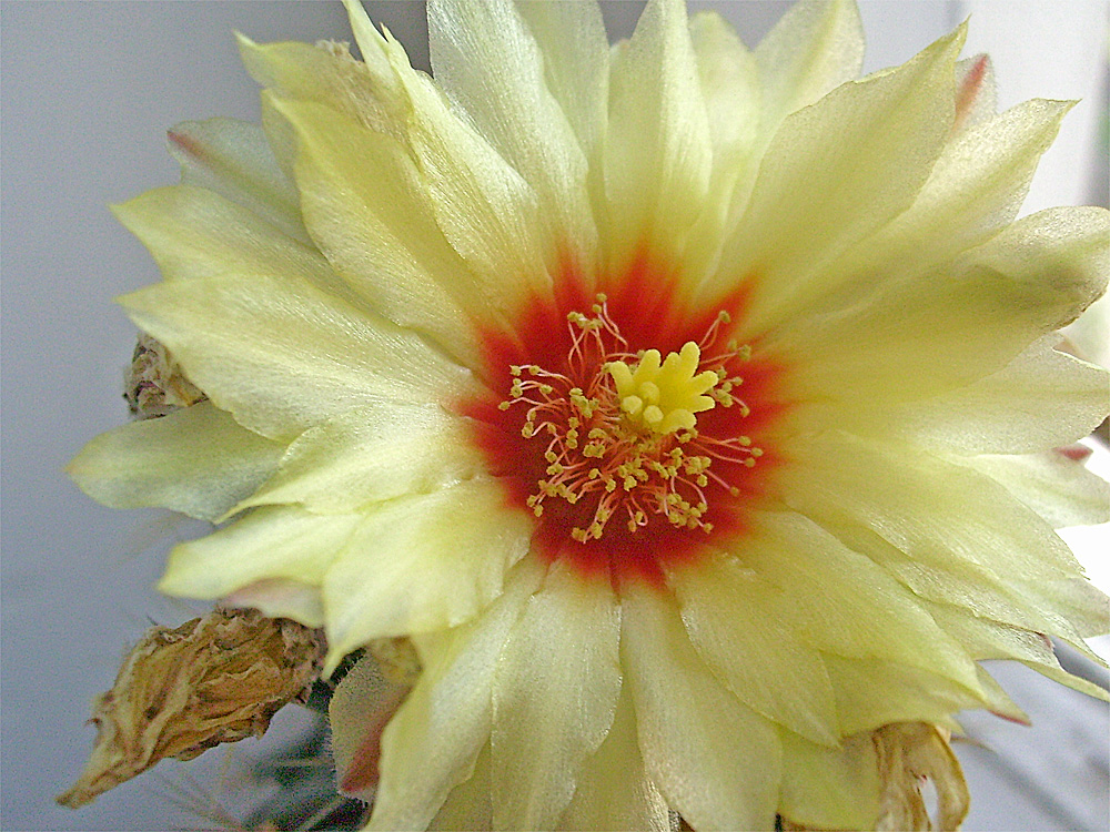 Blüte eines Notocactus