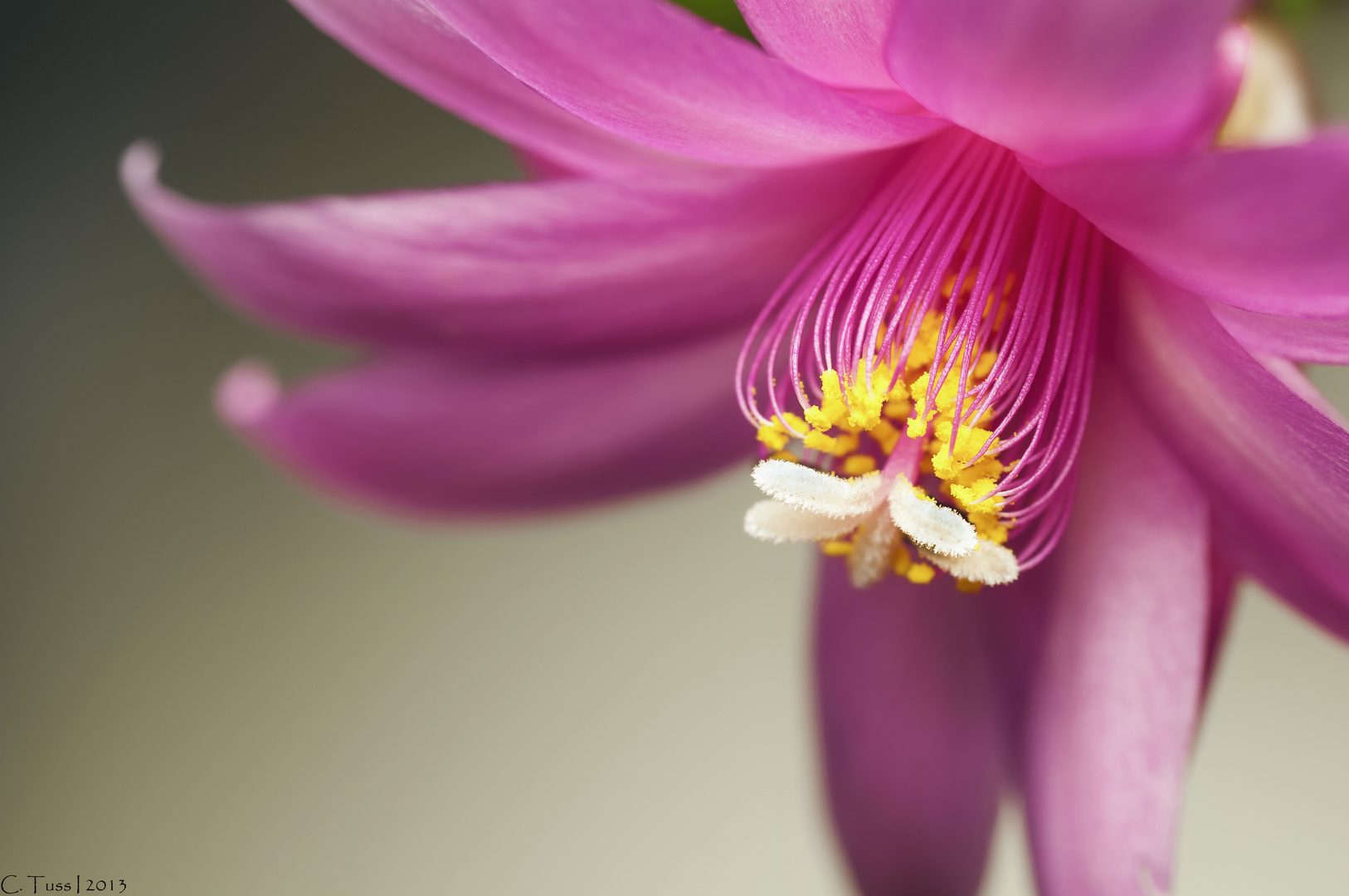 Blüte eines Osterkaktus