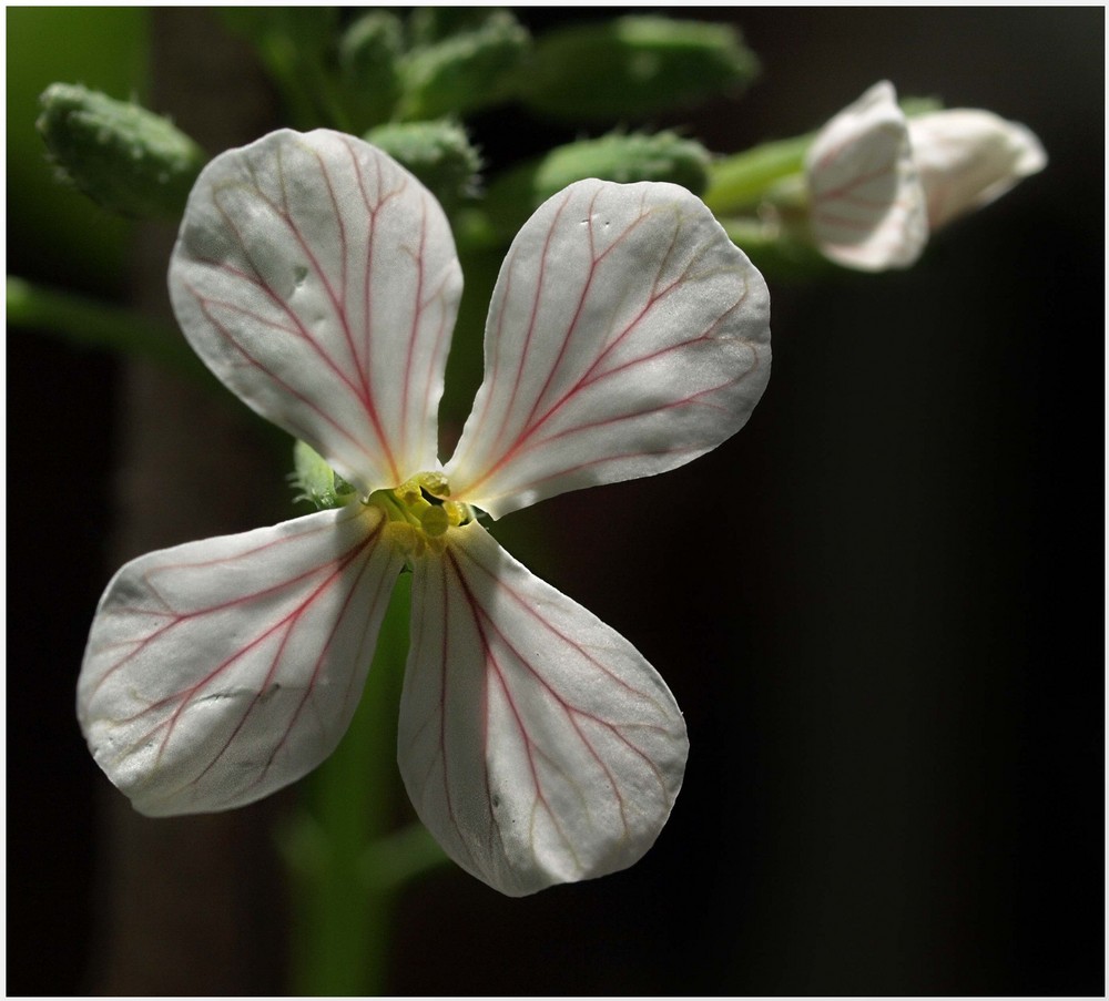 Blüte eines Radieschens