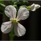 Blüte eines Radieschens