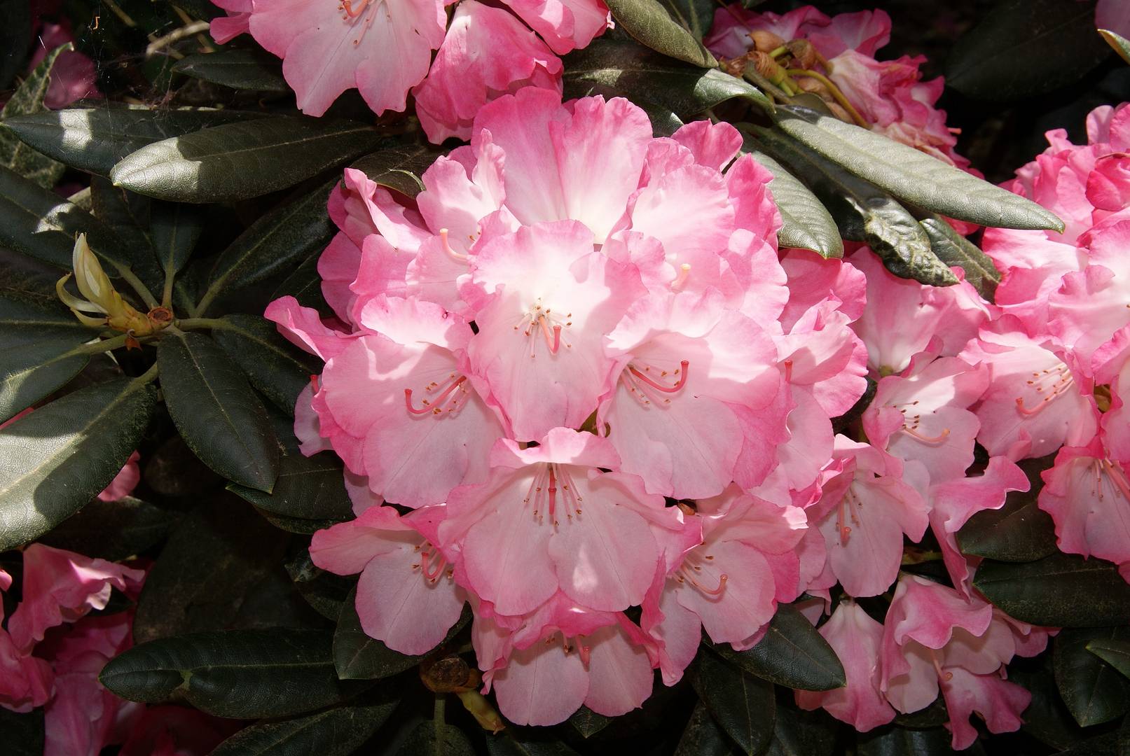 Blüte eines Rhododendron