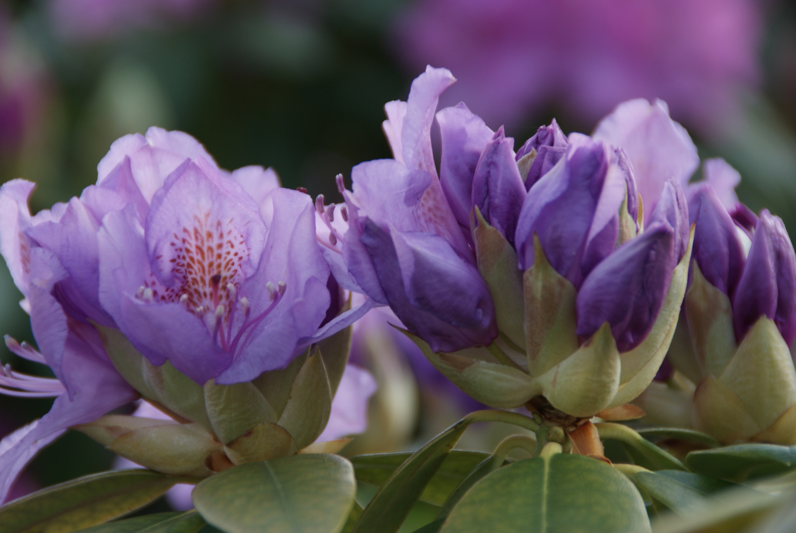 Blüte eines Rhododendrons