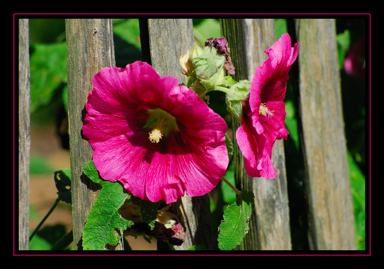 Blüte eines Sommers