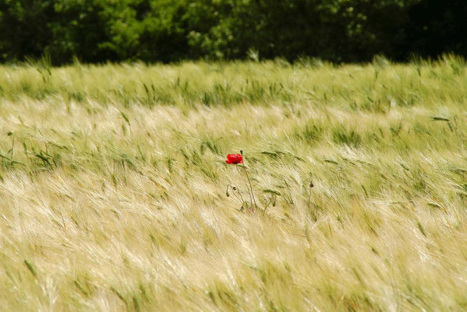 Blüte eines Sommers